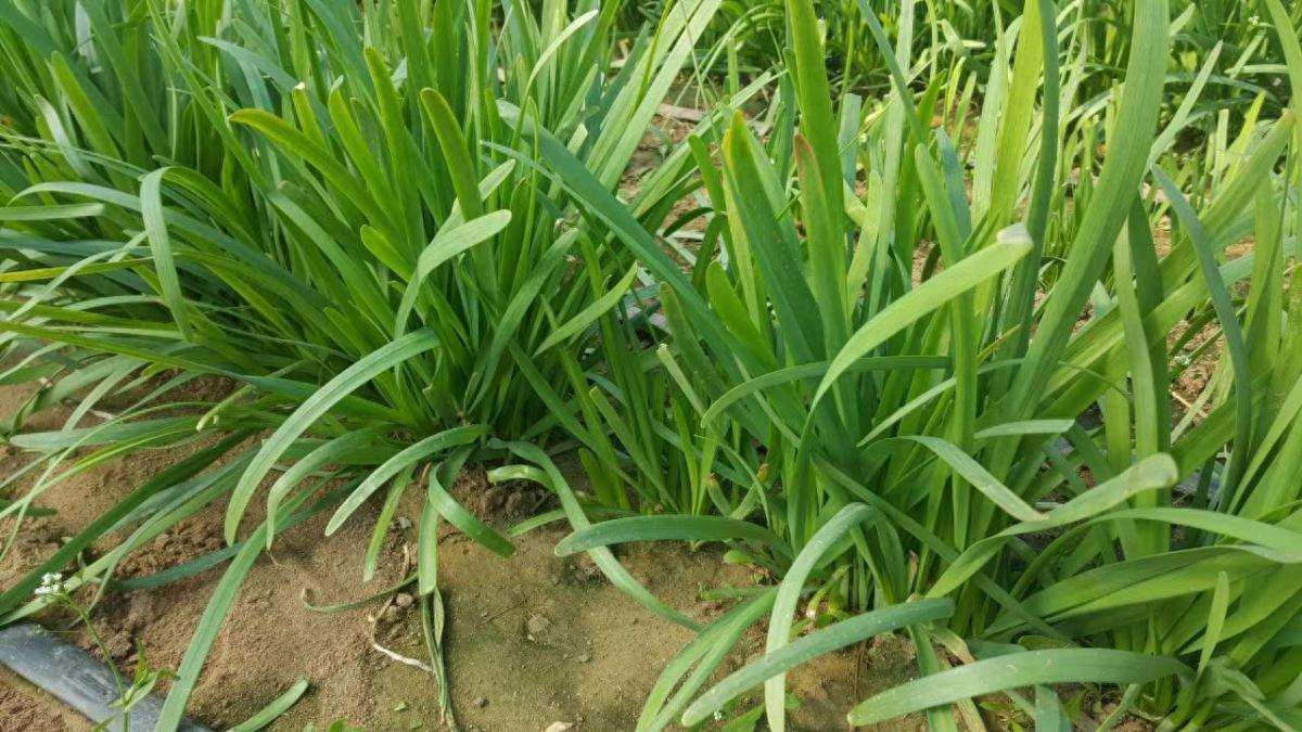 韭菜的种植与管理技术要点（韭菜怎么种长得快产量高）