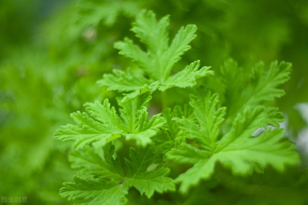 香茅可以驱蚊吗（聊一聊香茅植物的繁殖及养护方法）