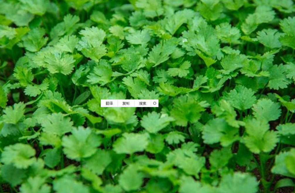 芫荽和香菜是一个东西吗（芫荽是不是香菜的别称呢）