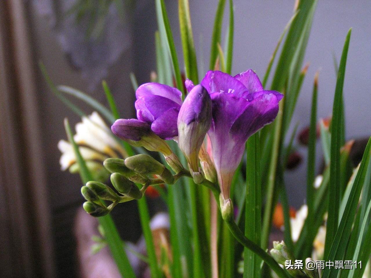 香雪兰种球什么时候挖出来（香雪兰开花后如何处理）