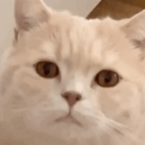 怎样阻止猫在晚上嚎叫（猫咪总是半夜叫的原因有哪些）