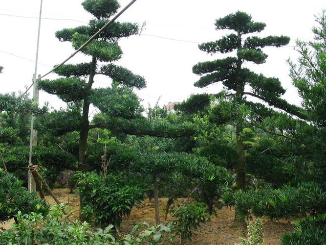 一米多直杆罗汉松怎么造型（罗汉松的造型方法有哪些）