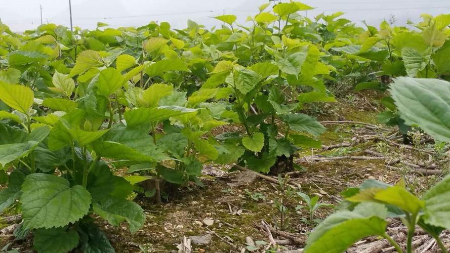桑树种在什么地方好（科学种植桑树需要考量哪些细节）